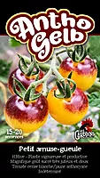 Semences de tomates Antho gelb