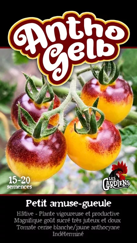 Semences de tomates Antho gelb