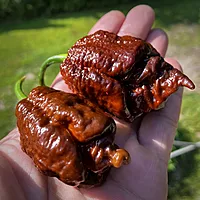 Semences de piments APOCALYPSE SCORPION CHOCO