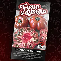 Semences de tomates Fleur de réagir