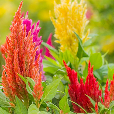 Plummed Cockscomb (Celosia plumosa)