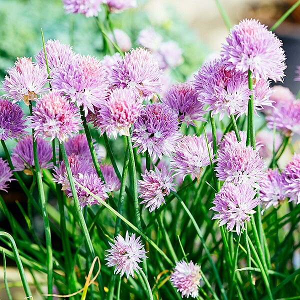 Chives (Allium schoenoprasum)