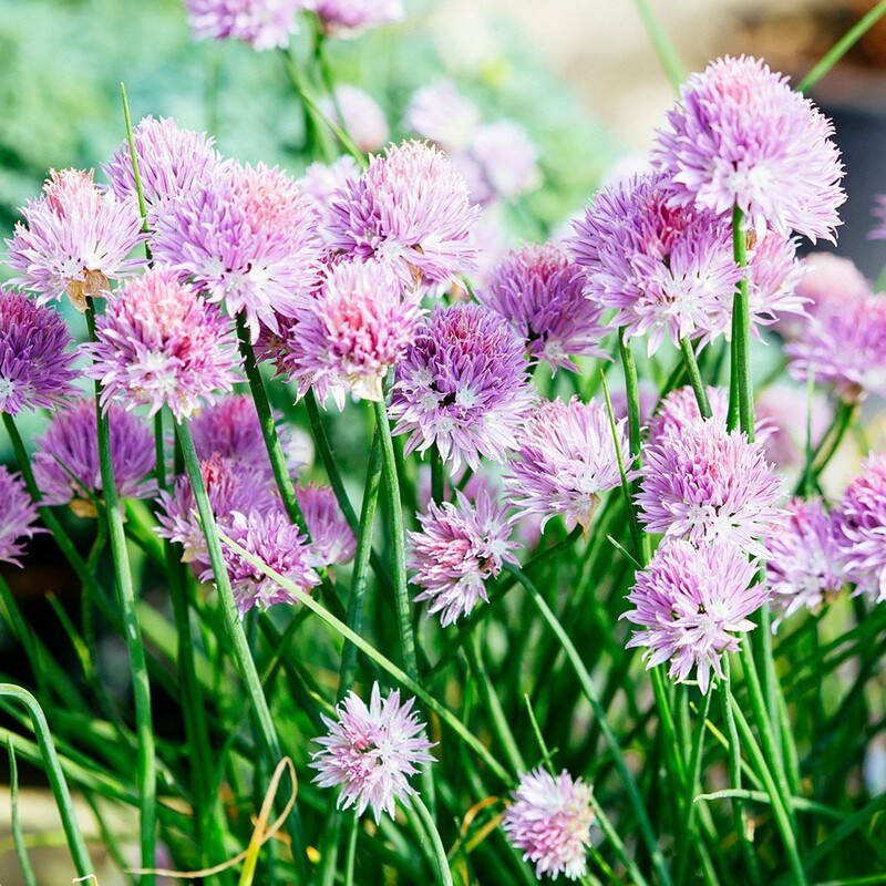 Chives (Allium schoenoprasum)