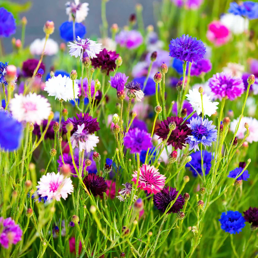 Cornflower Mix (Centaurea ‘mix’)