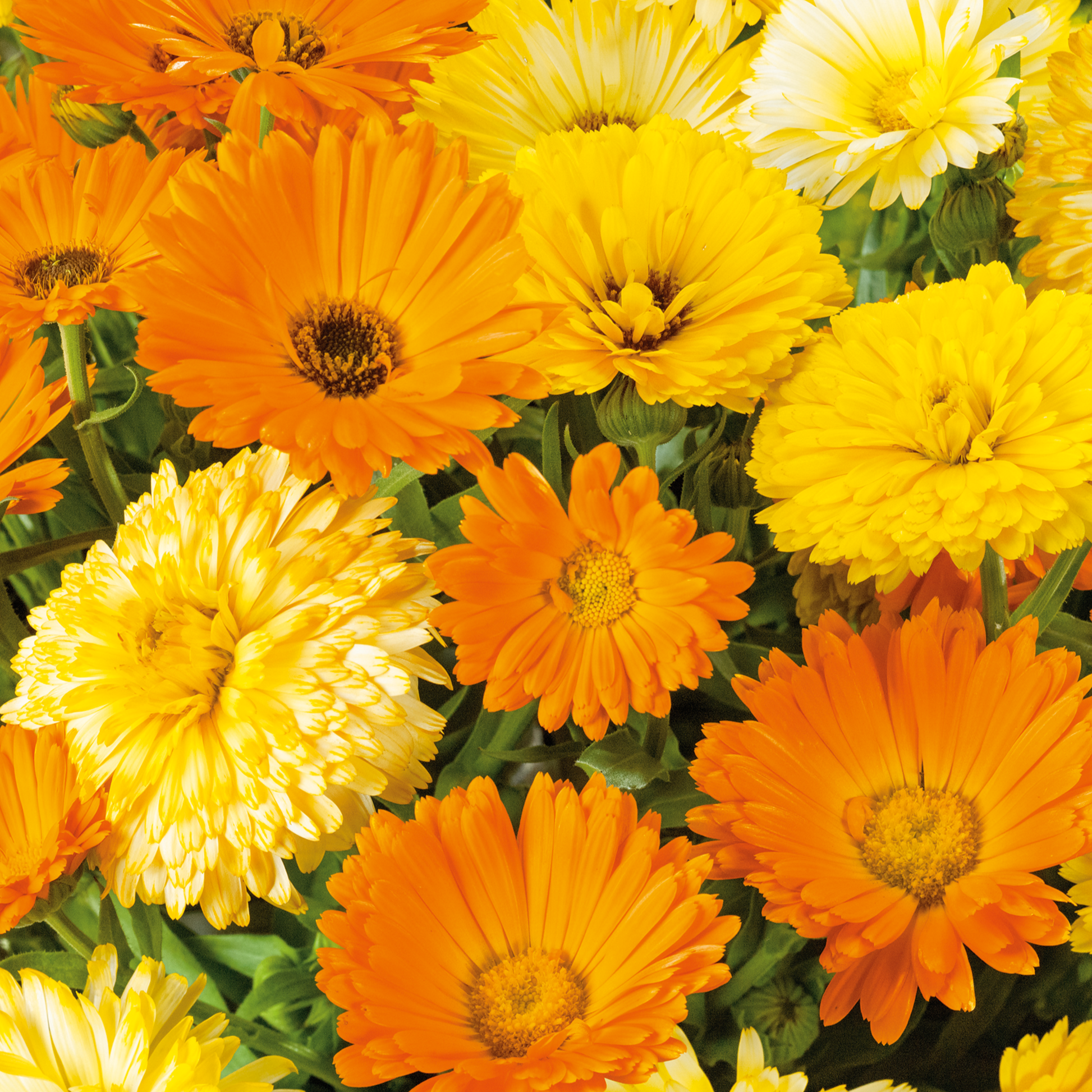Calendula (Calendula officinalis 'pacific apricot beauty')