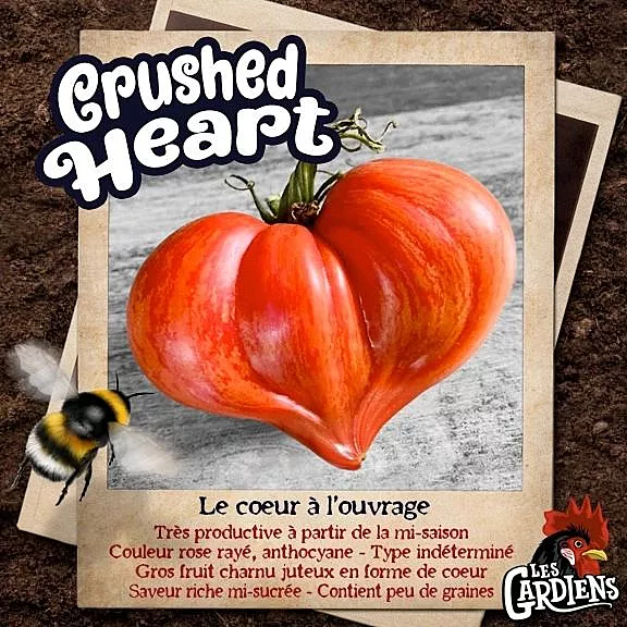 Semences de tomates Crushed heart