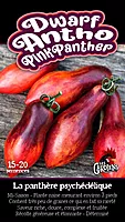 Semences de tomates Dwarf antho pink panther