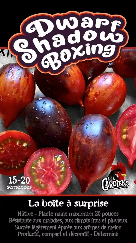 Semences de tomates Dwarf shadow boxing
