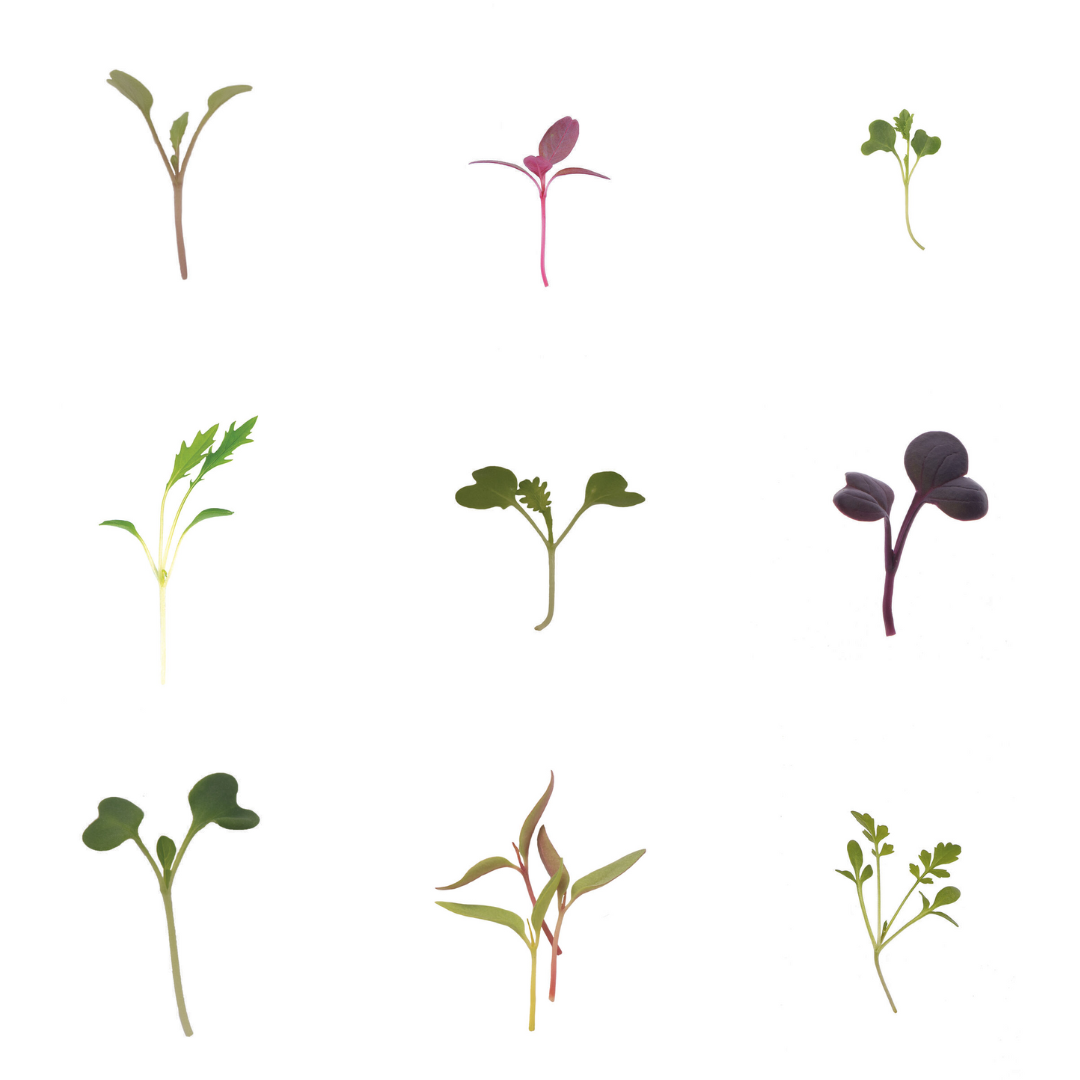Grower's Choice Mircogreens (4 Variety Mix)