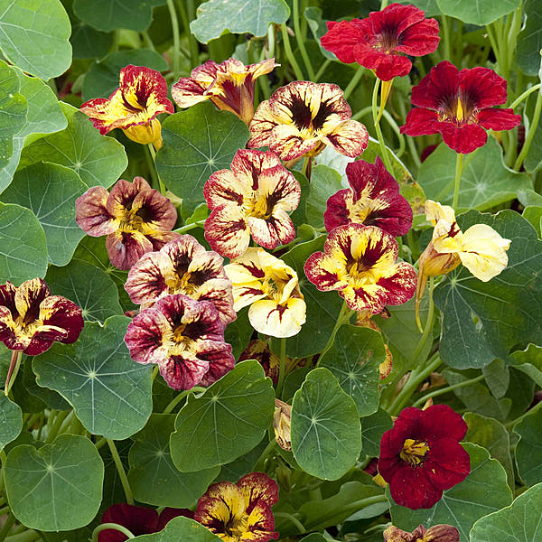 Nasturtium 'Bloody Mary' (Tropaeolum majus 'Bloody Mary')