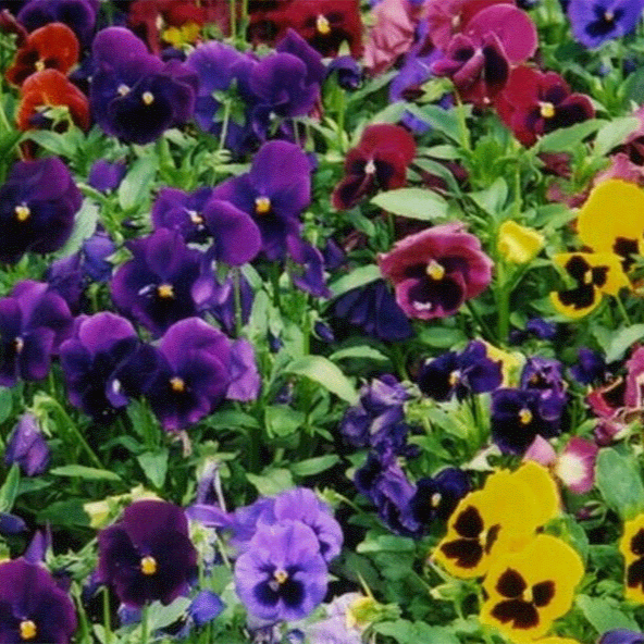 Pansies 'Swiss Giants Mix' (Viola x wittrockiana 'Swiss Giants Mix')