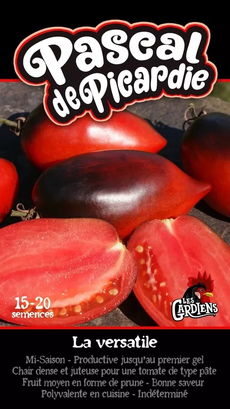 Semences de tomates Pascal de picardie