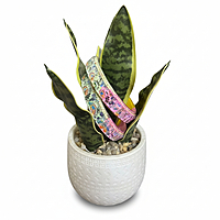 Border Bengles Multi Color