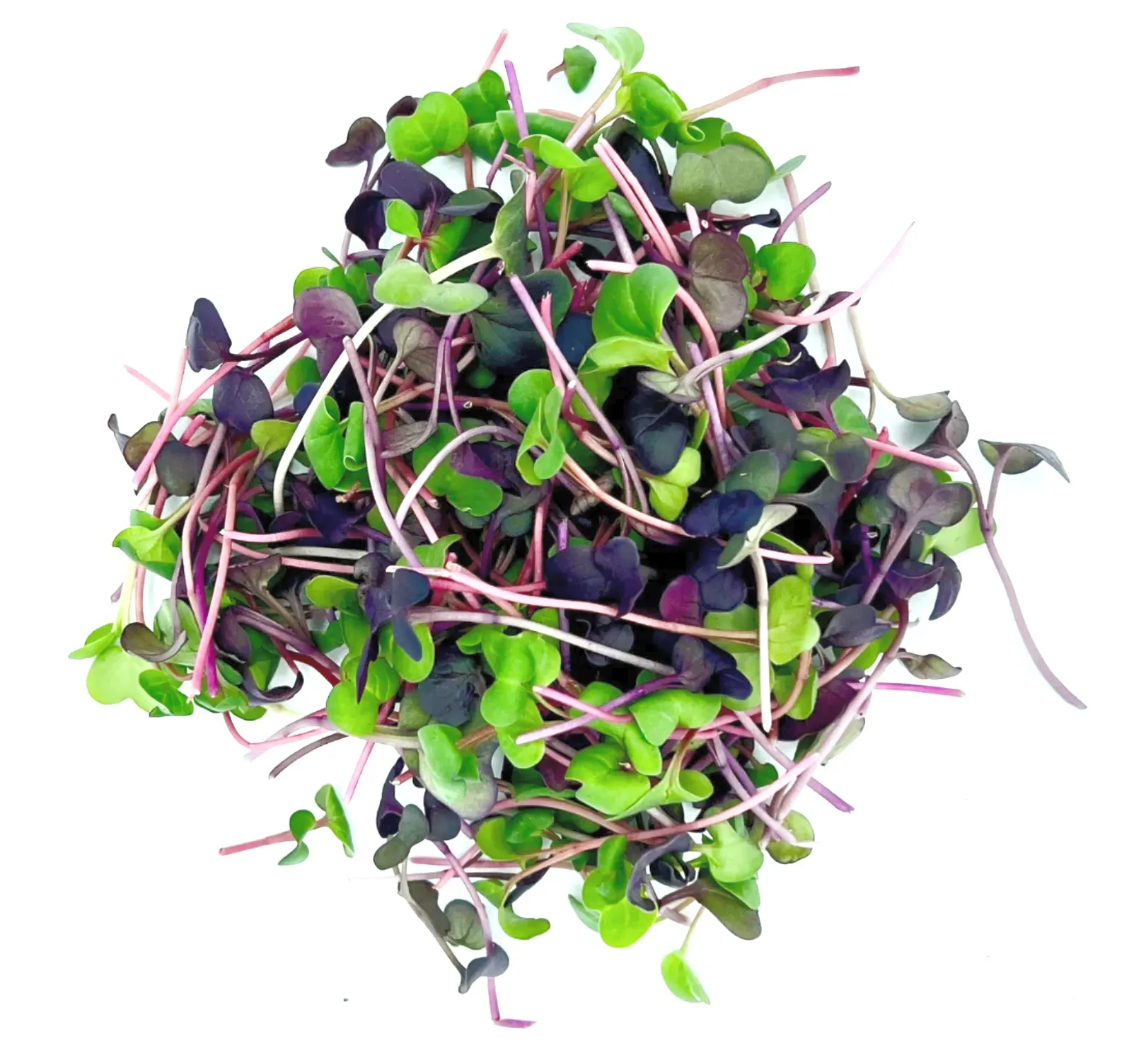 Radish Confetti Mix (Raphanus sativus 'confetti mix')