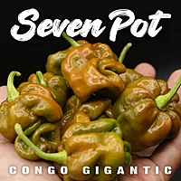 Semences de piments 7 POT CONGO GIGANTIC MUSTARD