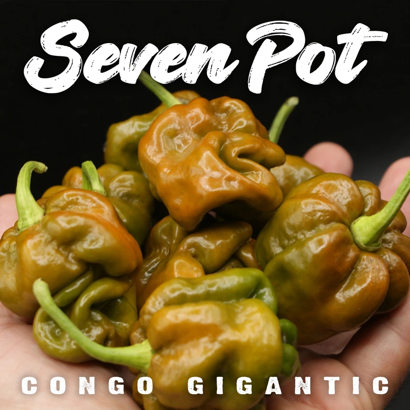 Semences de piments 7 POT CONGO GIGANTIC MUSTARD