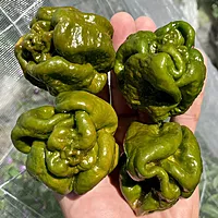 Semences de piments 7 POT CONGO GIGANTIC MUSTARD