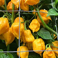 Semences de piments 7 POT PRIMO YELLOW