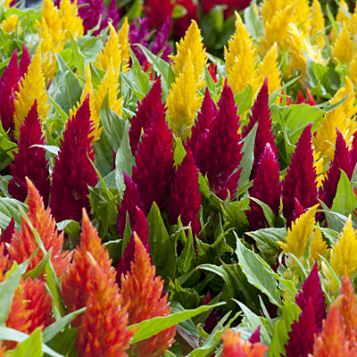 Plummed Cockscomb (Celosia plumosa)