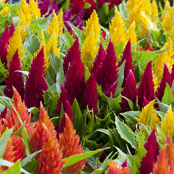Plummed Cockscomb (Celosia plumosa)