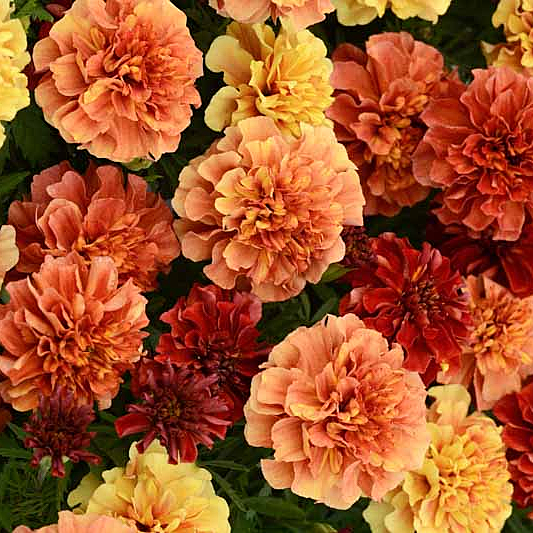 African Marigold 'Strawberry Blonde' (Tagetes erecta 'Strawberry Blonde')