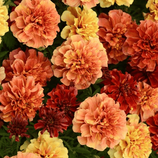 African Marigold 'Strawberry Blonde' (Tagetes erecta 'Strawberry Blonde')