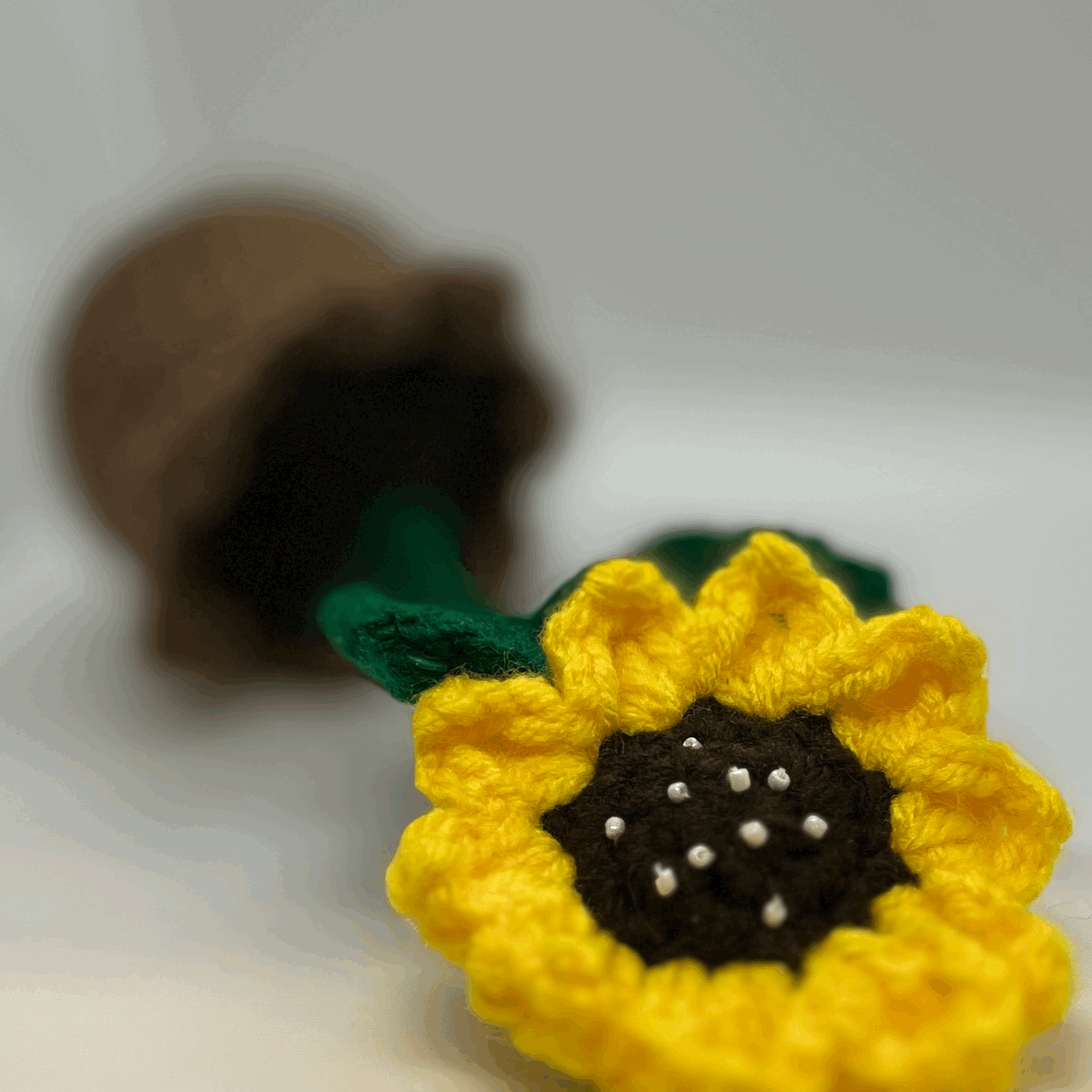 Ken's Sunflower in Bloom