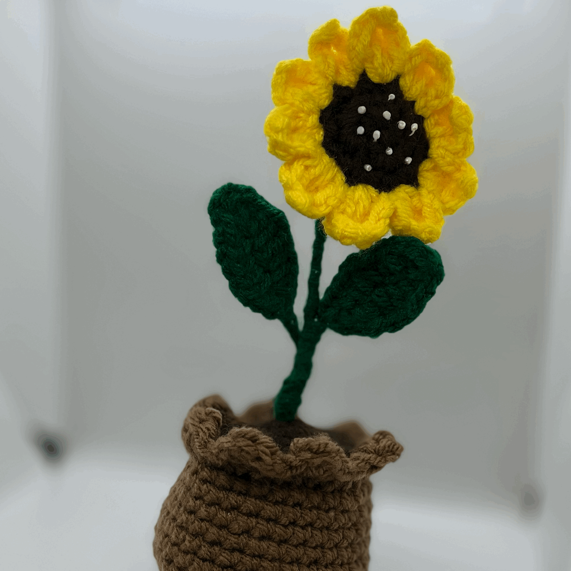 Ken's Sunflower in Bloom