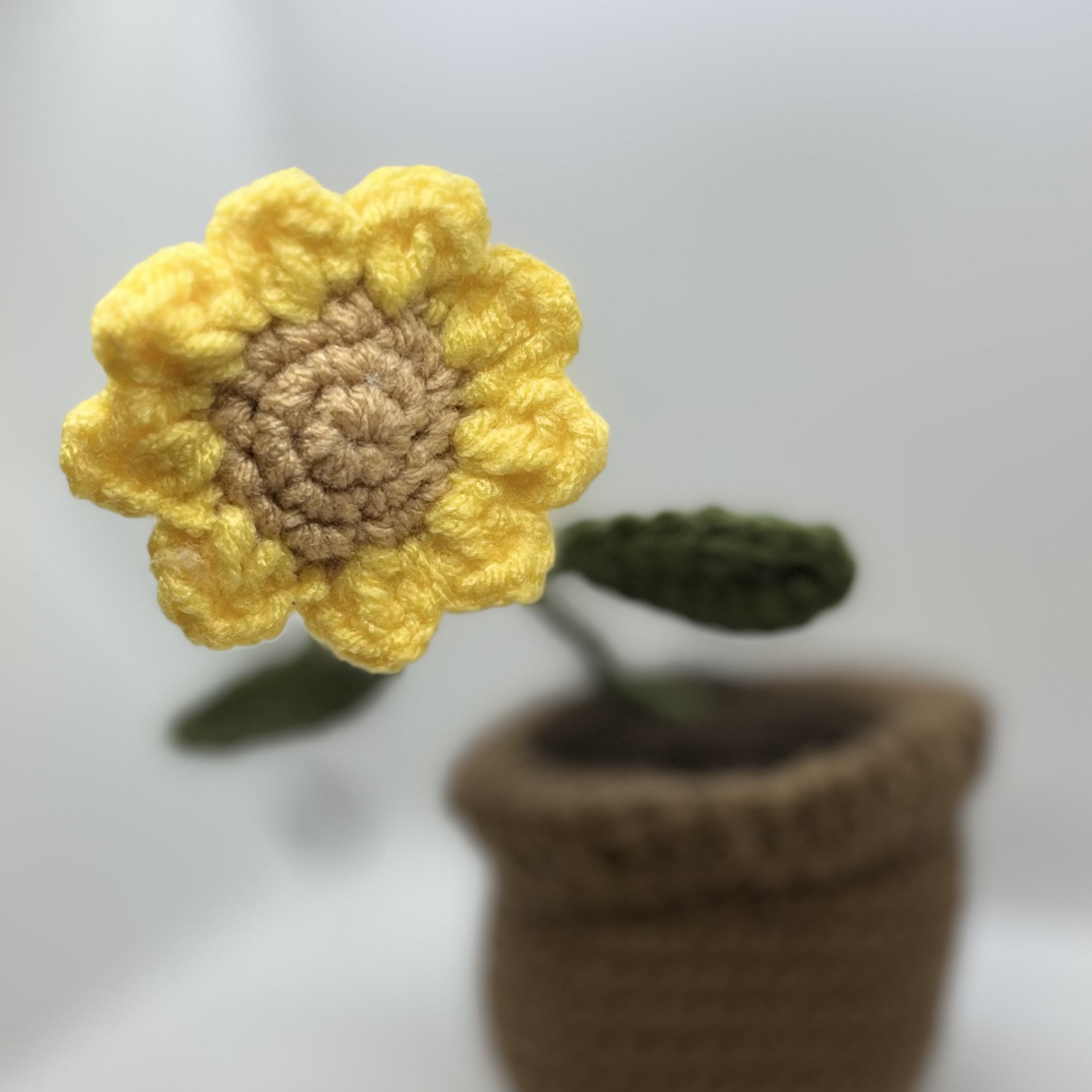 Ken's Sunflower in Bloom