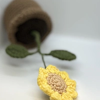 Ken's Sunflower in Bloom