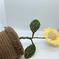 Ken's Sunflower in Bloom