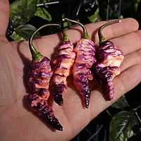 Semences de piments THOR'S THUNDERBOLT