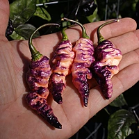 Semences de piments THOR'S THUNDERBOLT