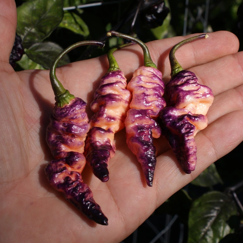Semences de piments THOR'S THUNDERBOLT