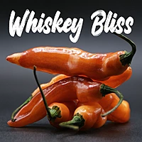 Semences de piments WHISKEY BLISS