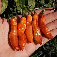 Semences de piments WHISKEY BLISS