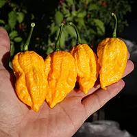 Semences de piments YELLOW FEVER